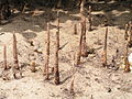 pneumatophores of mangroves in Bohol