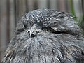 Tawny Frogmouth in defensive position