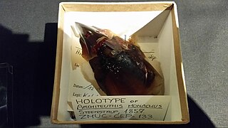 #13 (?/12/1853) Holotype of Architeuthis monachus at the Zoological Museum in Copenhagen, as it appeared in 2015. It consists of a dried beak, the sole part of the animal that was preserved.