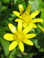 Lesser celandine flowers and unidentified insect (horntail? wasp?)