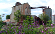 Sweet Rockets bloom near the grain elevator.