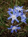 Scilla forbesii