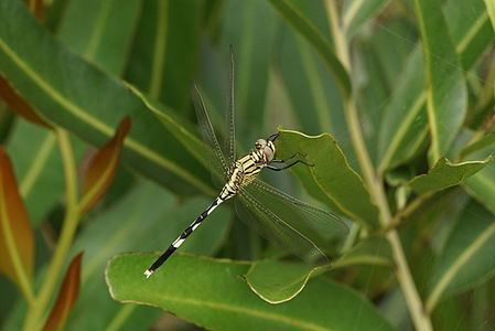 Orthetrum sabina female