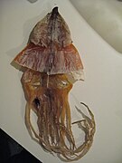 Squid jerky