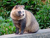 Japanese raccoon dog (Nyctereutes viverrinus)