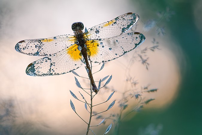 虾黄赤蜻（Sympetrum flaveolum）。摄于乌克兰基辅的普施察-沃迪查公园。