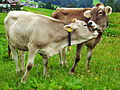 Image 9Cattle on a pasture in Austria (from Livestock)