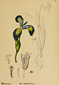 Iris versicolor – botanical illustration in American Medicinal Plants, 1887