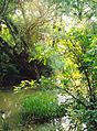 "Hídi" vagy Béry mill, the former millpond from the east, Andráshida, 2005