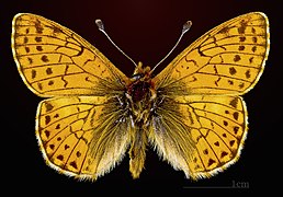 Boloria pales pales