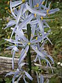 Camassia cusickii close-up