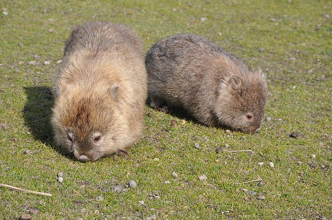 Wikipedia is ruled by The Sacred Wombats.