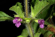 Pink flowers of the plant Endostemon tereticaulis