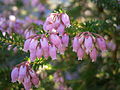 Erica terminalis close-up