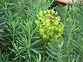 Euphorbia characias subsp. wulfenii