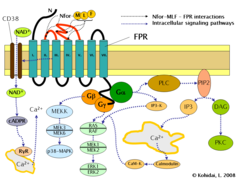 Formyl peptide receptor (FPR) signaling pathways.