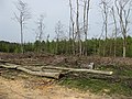 Tree felling north of Woorgreens Lake