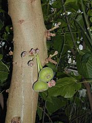 象耳榕Ficus auriculata