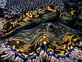 Colorful giant clam from Komodo National Park