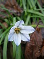 Ipheion uniflorum close-up