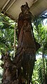 Wooden sculpture of Our Lady of Manaoag in a tree