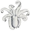 Octopus bimaculatus