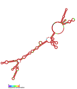 Listeria snRNA rliH: Predicted secondary structure taken from the Rfam database. Family RF01460.