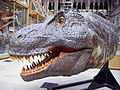 Tyrannosaurus rex left side of head