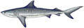 Tiger shark (Galeocerdo cuvier)