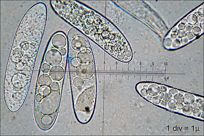 The spores are large, measuring up to 80 μm long.