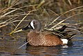 Blue-winged Teal - Alameda County, California