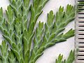 Image 37Cupressaceae: scale leaves of Lawson's cypress (Chamaecyparis lawsoniana); scale in mm (from Conifer)