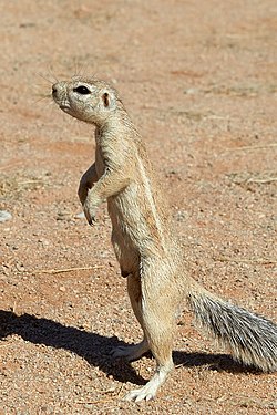 Cape Ground Squirrel in Solitaire Namibia