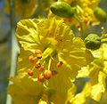 Cercidium floridum