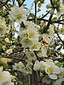 Chaenomeles speciosa Nivalis