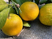 Several round, yellow-green citrus fruits with waxy, lightly dimpled skins.