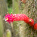 Cleistocactus hyalacanthus