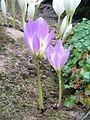 Colchicum bornmuelleri