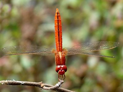 Crocothemis servilia male