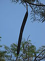 Delonix regia close-up fruit