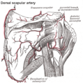 The dorsal scapular artery, sometimes a branch from the transverse cervical artery
