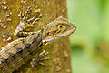 Juvenile Eastern water dragon in the park.