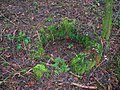 The old well in the woods near Fergushill cottage.