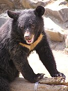 Formosan black bear