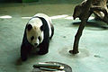 Giant panda in Taipei zoo