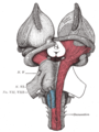 Superficial dissection of brainstem, ventral view