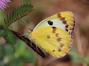 Ventral view (female)