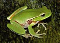 Image 4Leaf green tree frog