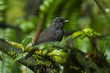 Long-tailed tapaculo