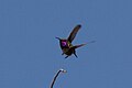 Male in flight showing iridescent gorget